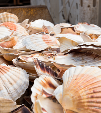 engagement-social-fort Coquilles Saint-Jacques vides empilées